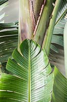 Strelitzia nicolai - Bird of Paradise - close up of leaf tip and stem