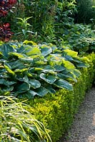 Hosta in a border edged with Buxus - Box 