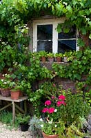 Pots around cottage window and under window, brick wall with Vitis - Grape Vine