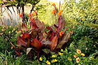 Canna indica in a bed with Dahlia
