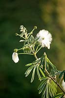Calliandra portoricensis - Powderpuff 