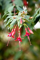 Fuchsia regia - species 
