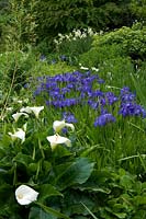 Iris and Zantedeschia in a bog garden
