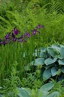 Iris sibirica and Hosta with ferns in background