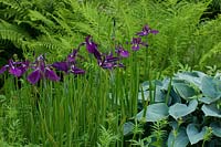 Iris sibirica and Hosta with ferns in background