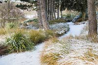 Path leading through a row of Pinus sylvestris - Scots Pine - underplanted with Carex testacea covered in snow 