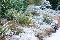 Border with Carex flagellifera - Glen Murray Tussock Sedge and Astelia chathamica covered in snow 
