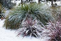 Red foliage of Astelia nervosa 'Westland' covered in snow