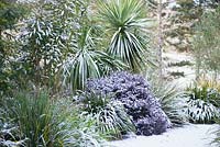 Border with Pittosporum tenuifolium 'Tom Thumb' - Tawhiwhi, Cordyline australis and Astelia chathamica covered in snow 