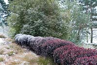 Hedge of Pittosporum tenuifolium 'Tom Thumb' underplanted with Carex flagellifera - Glen Murray Tussock Sedge - covered in snow 