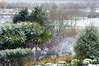 View across lower area of the garden with evergreen Mahonia x media 'Lionel Fortescue', Libertia peregrinans, Pittosporum and Rubus cockburnianus covered with snow 