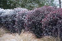 The hedge of Pittosporum tenuifolium 'Tom Thumb' underplanted with Carex flagellifera - Glen Murray Tussock Sedge - covered in snow 