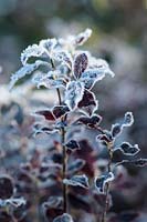 Pittosporum tenuifolium 'Tom Thumb' - Tawhiwhi - frost on foliage
