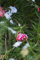 Grevillea 'Canberra Gem' - Spider Flower - in snow 