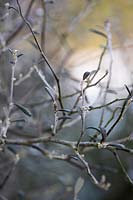 Corokia x virgata, close up showing network of fine branches and dark leaves