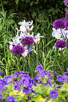 Geranium magnificum, allium 'purple sensation' and iris 'dutch'