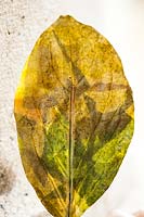 Artificial persimmon leaf