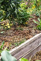 Raised bed mulched with straw to protect from heat and cold.
