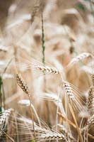 Triticum - wheat