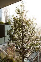 Tree grows on balcony from Bosco Verticale - Vertical forest. 