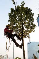 Man in harness carrying out tree works on Bosco Verticale, Milan. 