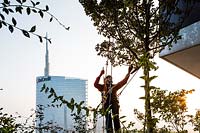Man caring for tree growing from balcony of Bosco Verticale - Vertical forest. Residential towers planted with trees and shrubs.

