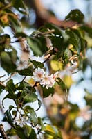 Prunus sp. - Ornamental cherry blossom 