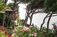 View through Pinus pinea to Villa on the coast
