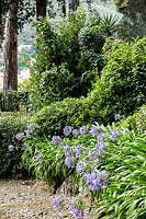 Agapanthus flowering from border at Villa Agnelli Levanto, Italy. 
