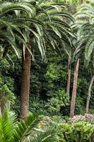 Phoenix canariensis - Canary Island date palm at Villa Agnelli Levanto, Italy.
