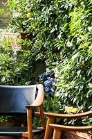 Modern chair against a wall of flowering Jasminum polyanthum - Many-flowered Jasmine. 
