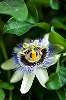 Passiflora caeurlea - Passionflower 