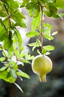 Punica malus - Pomegranate 
