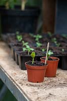 Cucurbita moschata - Butternut squash seedling in a pot. 