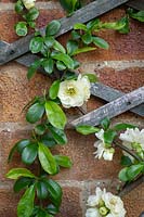 Chaenomeles speciosa 'Yukigoten' - Japanese Quince flower