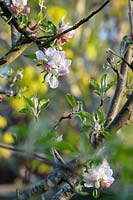 Malus domestica 'Egremont Russet' - Apple 'Egremont Russet' blossom 