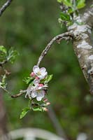 Malus domestica 'Egremont Russet' - Apple 'Egremont Russet' blossom
