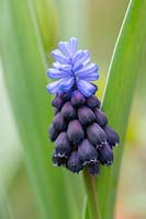 Muscari latifolium - Broad leaved grape hyacinth