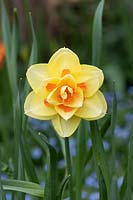 Narcissus - Daffodil 'Tahiti'