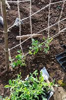 Lathyrus odoratus - Planting sweet peas. 