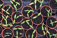 Solanum lycopersicum - Tomato seedlings in pots from above. 
