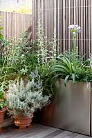 Containers of Agapanthus and Perovskia atriplicifolia in modern terrace garden. 