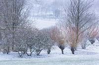 Borders with Salix alba var. vitellina - Golden willow, Rhus typhina and grasses covered in snow in Winter. 