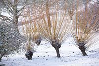 Salix alba var. vitellina - Golden willow - in the snow. 