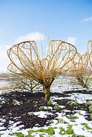 Salix alba var. vitellina turned into living sculpture until cutting back in the spring. RHS Garden Hyde Hall, Essex, UK. 