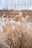 Miscanthus sinensis 'Morning Light' and Salix alba var. vitellina covered in snow in Winter. 
