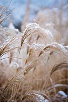 Miscanthus sinensis 'Gracillimus' - Eulalia, covered in snow in Winter.
