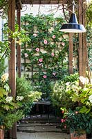 View to trellis on back wall, covered with Rosa 'Pierre de Ronsard'. 
