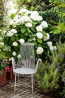 White, ornate chair is surrounded by flowering Hydrangea arborescens 'Annabelle', Wisteria and Rosmarinus officinalis - Rosemary. 