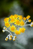 Senecio cineraria - flowers and buds